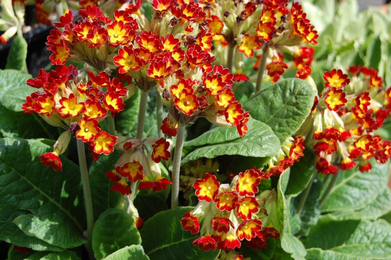 PRIMULA veris Sunset Shades (1438)